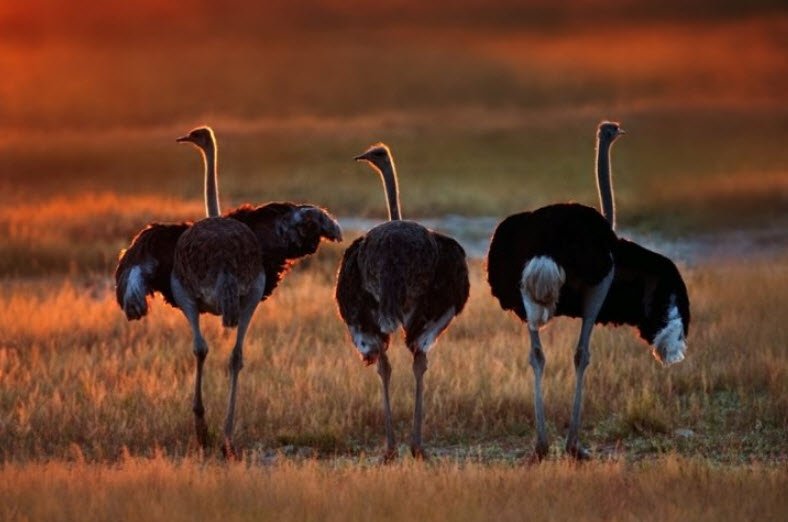 Banhine National Park, Gaza Province, Mozambique